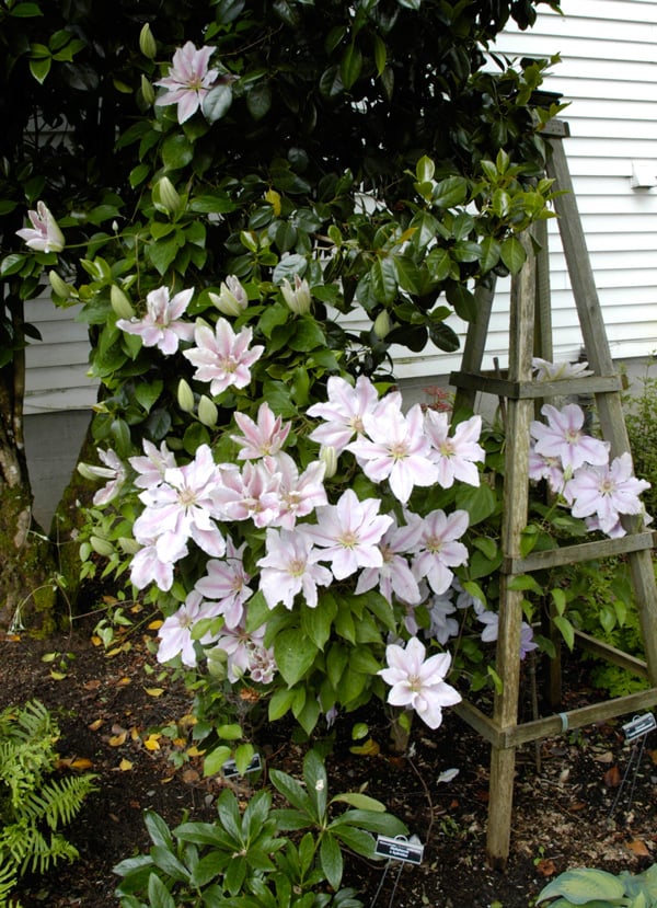 Clematis 'Fairy Queen' Photo: courtesy Rogerson Clematis Collection