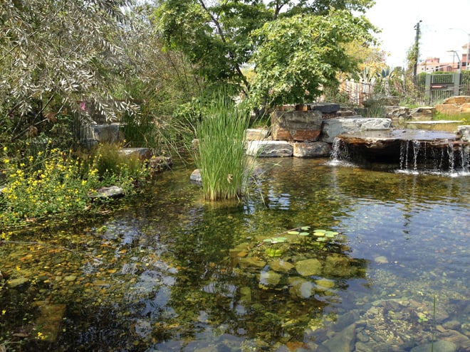 The large, naturalistic pond at Nature Garden teems with wildlife. Photo: Carol Bornstein