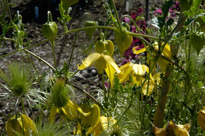 Clematis 'Lambton Park' Photo: courtesy Rogerson Clematis Collection