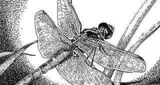 Flame skimmer dragonfly (Libellula saturata) Illustration: Craig Latker