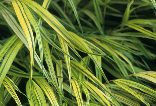 Hakonechloa macra 'Aureola'. Photo: Richie Steffen