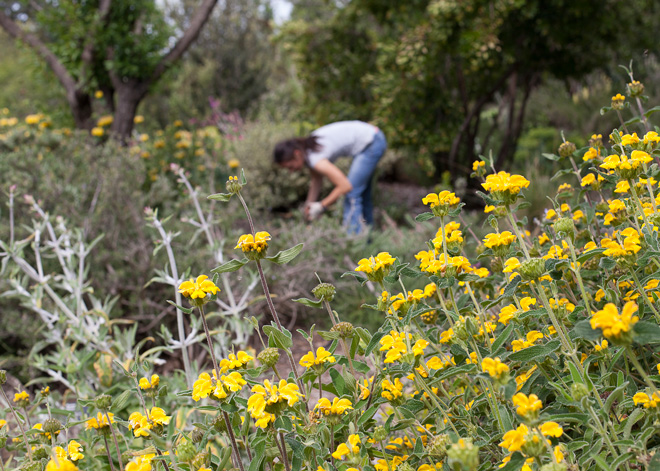 A Cal Poly student works among the golden flowers of Jerusalem sage (Phlomis longifolia) and silver Stachys canariensis. Photo: Kim Snyder.