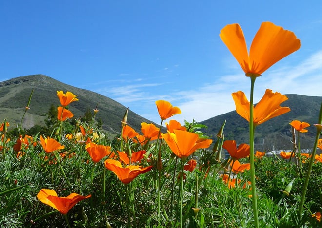 California poppies (Eschscholzia californica) light up the Entry Garden at Leaning Pine Arboretum in spring.
Photo: Mike Bush