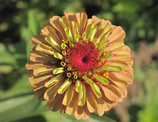 Blooms of zinnia ‘Queen Red Lime’ are a fabulous cut flower and offer pollinator support all summer. Photo: Lorene Edwards Forkner
