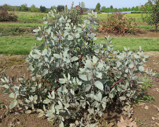 This Arctostaphylos glandulosa SBH 7717 (a collection by Sean Hogan) planted in the 2011 trial withstood temperatures down to 10°F over the winter of 2013 with little to no damage.  Photo: Neil Bell