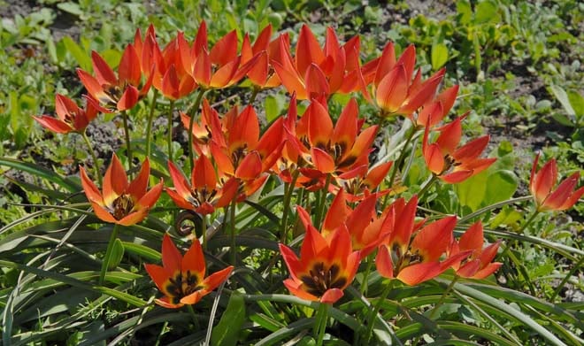 Tulipa 'Little Princess' Photo: courtesy of Colorblends