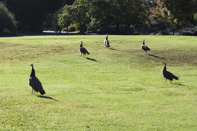 The area known as The Crescent at Los Angeles County Arboretum before the Wildflowering L.A. project. Photo: courtesy of Los Angeles County Arboretum