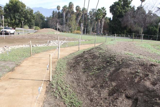 January 28, 2014: Wildflower seedlings begin to germinate. Photo: courtesy of Los Angeles County Arboretum