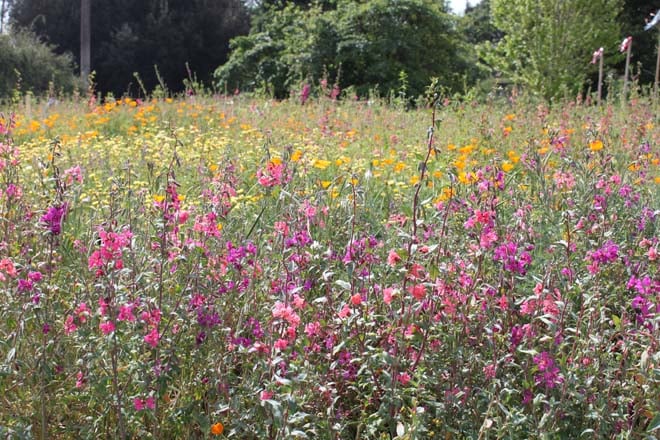 Wildflower bloom in mid-April when the site was a riot of color and a magnet for bio-diversity. Photo: courtesy of Los Angeles County Arboretum