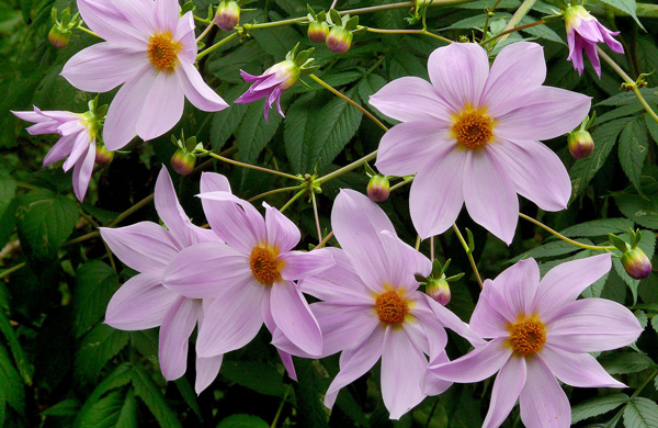 Tree dahlia (Dahlia imperalis) Photo: James Gaither