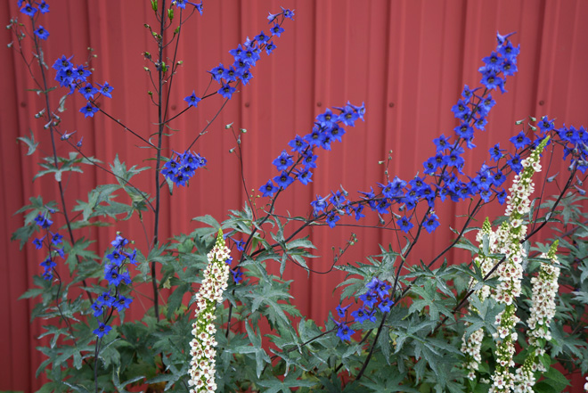 Delphinium grandiflorum ‘Blue Butterfly' Photo: Daniel Mount