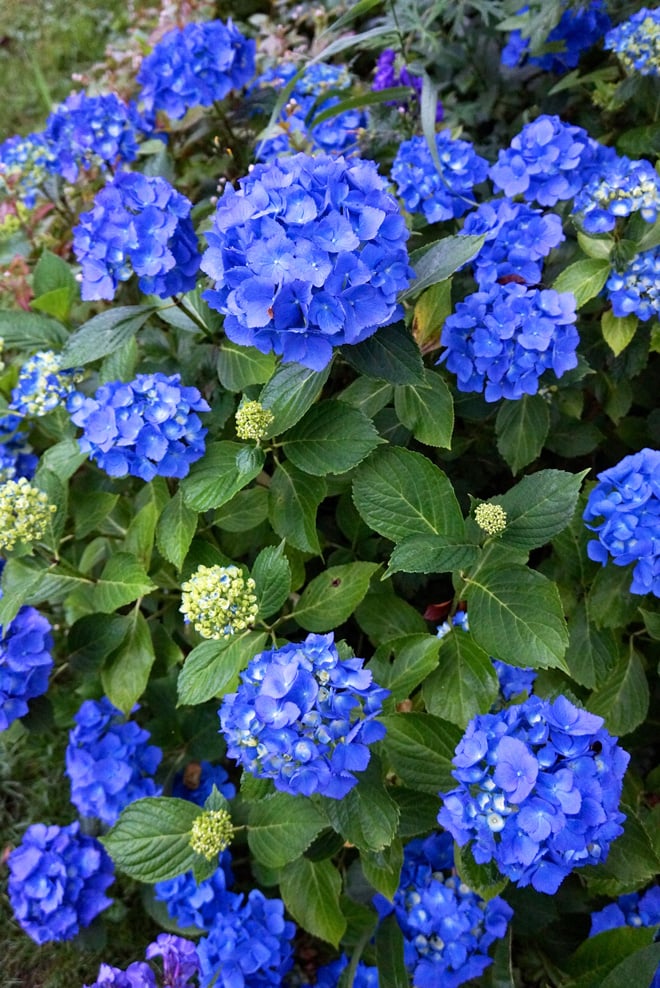 Hydrangea macrophylla ‘Enziandom’ Photo: Daniel Mount