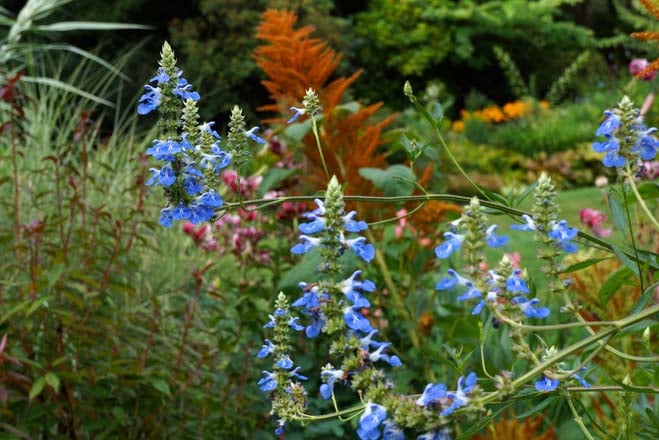 Salvia uliginosa with Amaranthus hypochondriacs ‘Chinese Giant Orange’ and lilies in the fall garden.  Photo: Daniel Mount