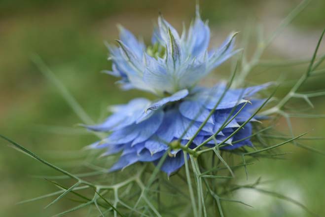 Love-in-a-mist (Nigella damascena) Photo: Daniel Mount 