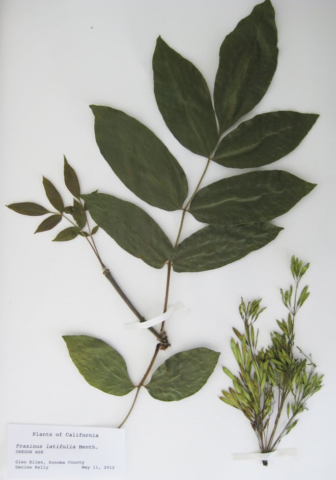 Dried specimen of Fraxinus latifolia, Oregon ash, with mature and immature leaves, twigs, and fruit, a winged samara. Photo: Denise Kelly