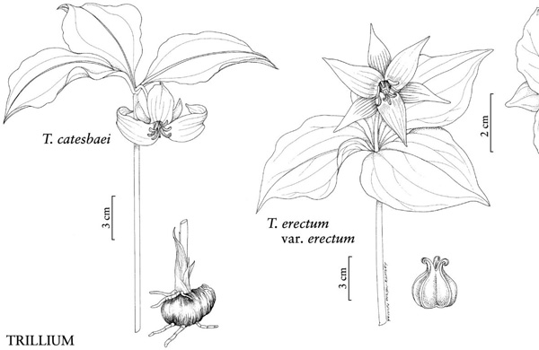 Trillium