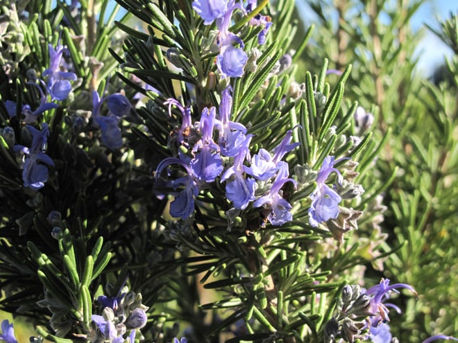 Flowering rosemary in the fall garden. Photo: Lorene Edwards Forkner