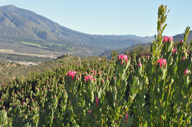 A steep hillside in Fallbrook, California, provides ideal growing conditions for cultivating protea. Photo: courtesy of Resendiz Brothers Protea Growers