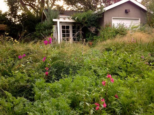 This front yard urban meadowscape is a haven for butterflies, birds, and other pollinators. Photo: Teresa Renee Norris