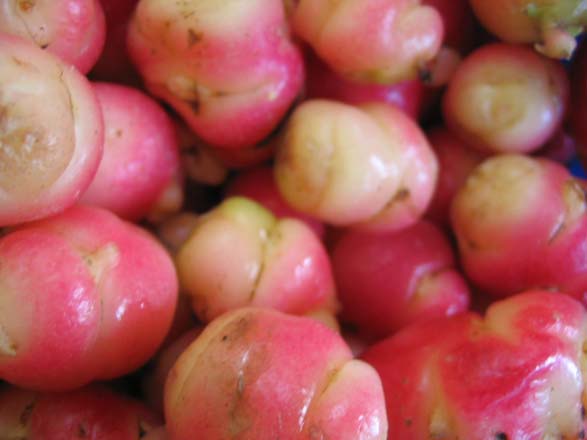 Oca (Oxalis tuberosa)  Photo: Wikicommons