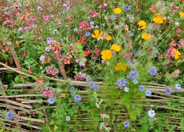 A tapestry of native wildflowers and flowering annuals including love-in-a-mist (Nigella damascena), California poppy (Eschscholzia californica), and Clarkia spp., provides a late-spring bloom supporting pollinators and beneficial insects. Photo: Teresa Renee Norris