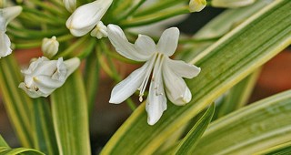 edcarman-plants-feature
