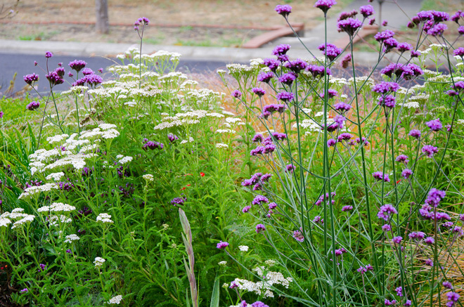 A beautiful and lively mix of pollinator friendly plants. Photo: Teresa Renee Norris