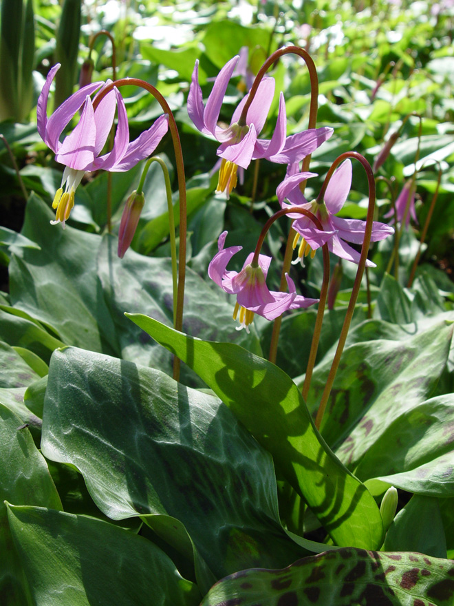 Ed Dunn first introduced Erythronium revolutum into the garden. Each year we collect the dried seedpods; some is bagged for sale while the rest is scattered throughout parts of the garden to ensure future generations. Photo: L. Keith Wilson
