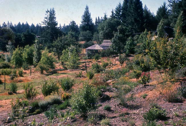 The newly planted landscape at Western Hills, circa 1960-61. Photo: Lester Hawkins, Western Hills Collection