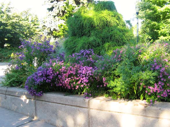 Graduated, raised beds allow easy access to plantings. Photo: Patty Cassidy