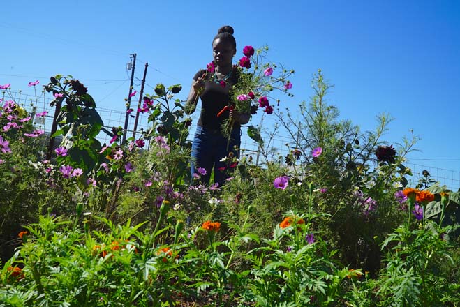 Adreona harvests cosmos to include in mixed bouquets. Photo: Timi Devlin