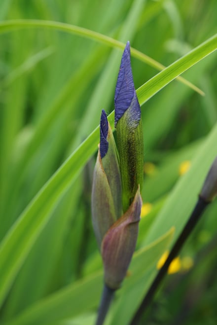 Iris xrobusta 'Gerald Darby' Photo: Daniel Mount