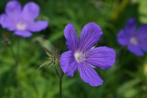 Geranium 'Nimbus' Photo: Daniel Mount