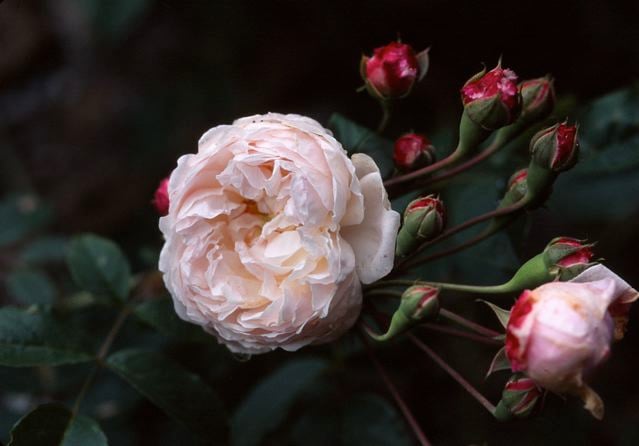 Rosa ‘Baltimore Belle’ Photo: Bill Grant