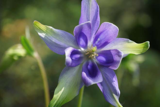 Columbine seedling (Aquilegia vulgaris) in author’s garden. Photo: Daniel Mount