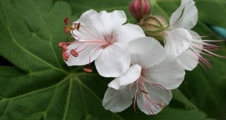 GPP-spring-feature