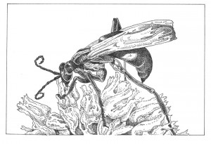 Tarantula hawk (Pepis thisbe) Illustration: Craig Latker