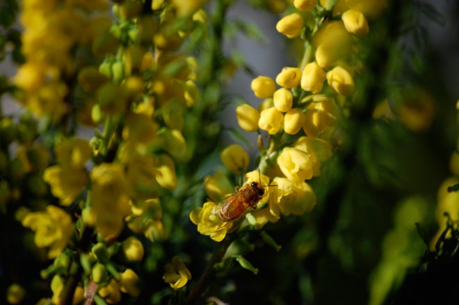 Early flowering Mahonia is a good bee plant providing nectar and pollen as well as the golden blooms, which our honeybees seem to prefer. Photo: Dan Corum