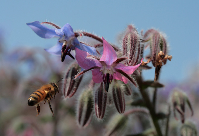 Common garden borage (Borago officinalis) provides pollen and nectar to pollinators like this honeybee. Photo: Trevor Shirk