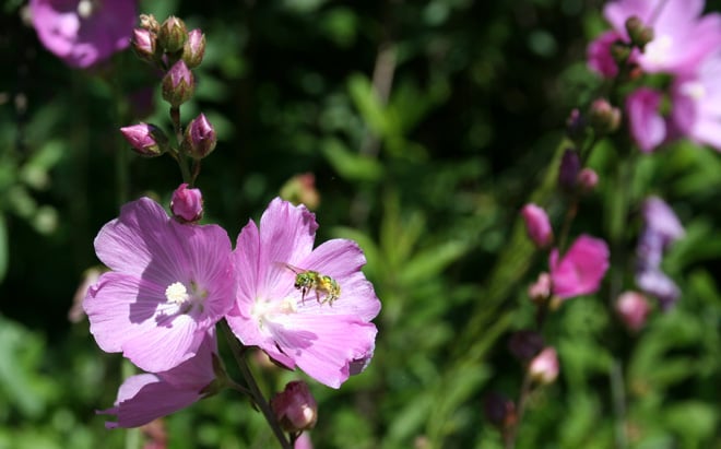 Sweat bee visiting a native California checkers plant (Sidalcea neomexicana). Photo: Genevieve Schmidt