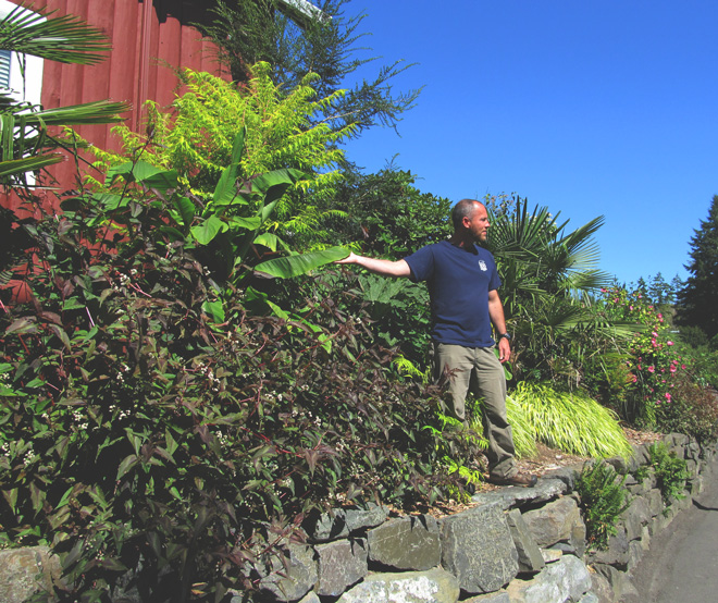 Zoo horticulturist, Bryon Jones, pictured here among hardy banana (Musa basjoo), Persicaria microcephala ‘Red Dragon’, Tiger Eyes® sumac (Rhus typhina ‘Bailtiger’), and Japanese forest grass (Hakonlechloa macra ‘Aureola’), regularly leads tours of the eclectic plantings.  Photo: Sue Goetz