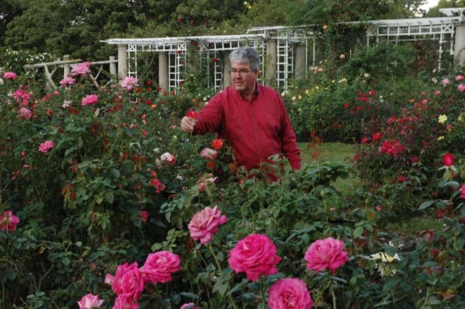 Tom Carruth, the E.L. and Ruth B. Shannon Curator of the Rose Collection, grooming a bed of ‘Prima Ballerina’ roses. Photo: Courtesy of Huntington Library, Art Collections, and Botanical Gardens