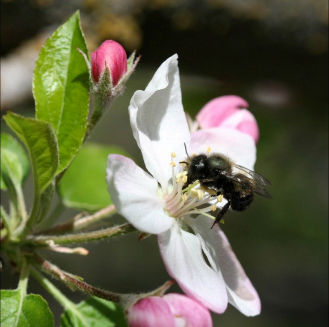 An early season mason bee pollinates an apple blossom. Photo: courtesy of Crown Bees.