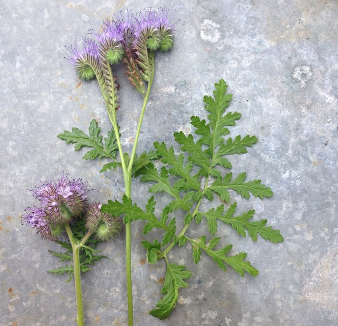 The quirky caterpillar-like blossoms of bee plant (Phacelia tanacetifolia) are produced over a long bloom period, attracting pollinators and boosting pollination. Photo: Lorene Edwards Forkner