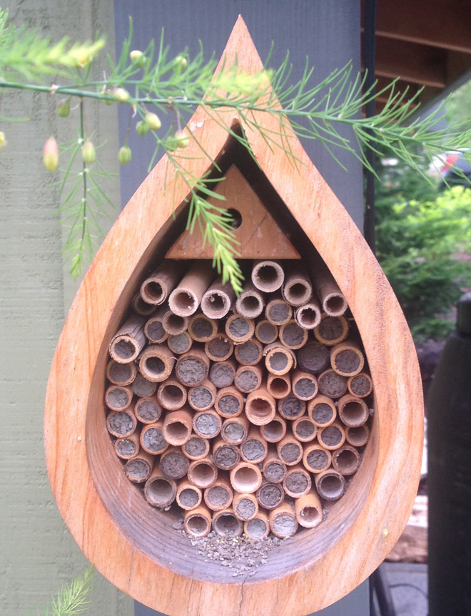 A mason bee habitat filled with reeds containing newly-laid eggs and developing larvae. Photo: Lorene Edwards Forkner