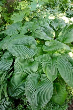 Hosta 'Niagara Falls' Photo: Daniel Mount