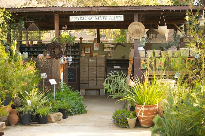 The retail nursery is open by appointment and carries the country’s largest selection of Australian plants. Photo: courtesy of Australian Native Plants Nursery