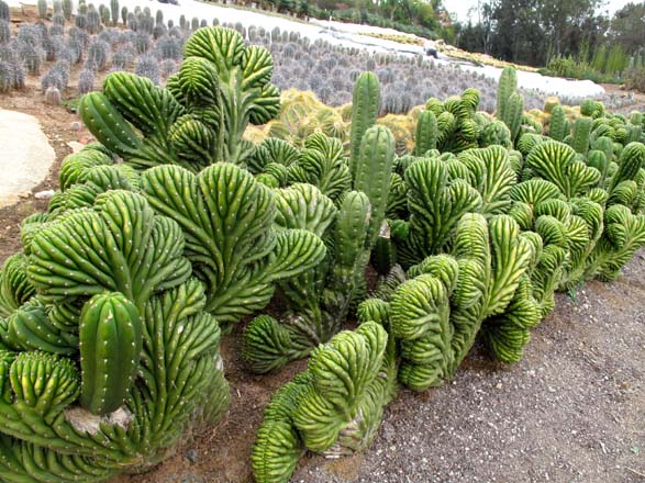 A grower’s stock of crested Trichocereus pachanoi syn. Echinopsis pachanoi, with some plants showing a reversion to the regular columnar form. Photo: Jeff Moore