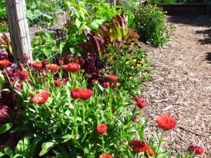 Edible flowers like calendula and Johnny-jump-ups attract pollinators and add color to growing beds and salads alike in Rhody's Garden Cafe.
Photo: Elizabeth Petersen