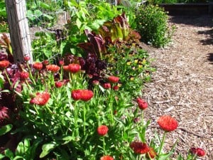 Edible flowers like calendula and Johnny-jump-ups attract pollinators and add color to growing beds and salads alike in Rhody's Garden Cafe.  Photo: Elizabeth Petersen